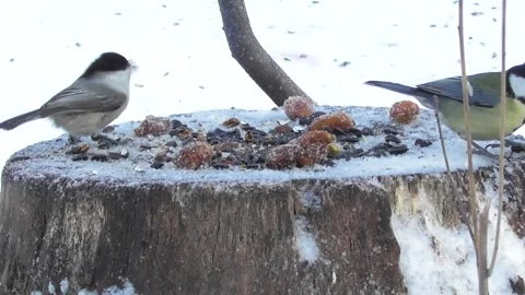 Birds on a stump feeder Video stock 169761366