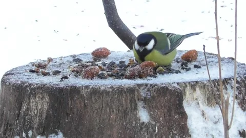 Birds on a stump feeder3 Stock-Footage 169761369