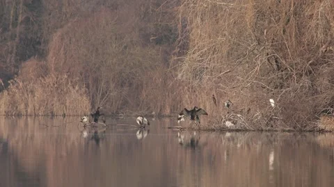 Birds in the sun on the lake Video stock 248908483