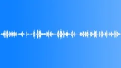 Birds, sunny morning, forest, spring. Sound Effect
