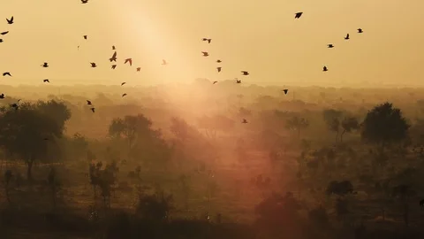 Birds at sunrise on the background of beautiful nature of India in slow motio Stock Footage