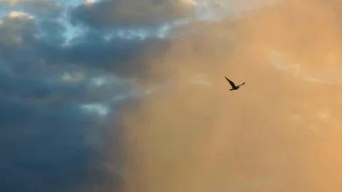 Birds at Sunrise Video stock 88060460