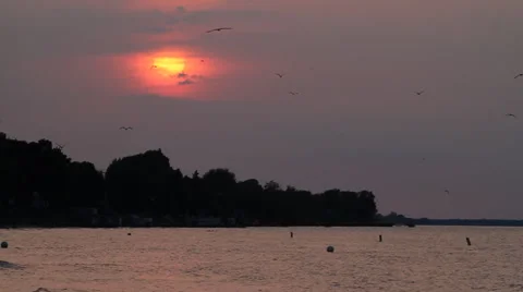 Birds at Sunset Stock Footage 57717349