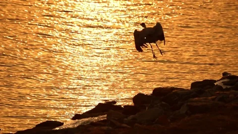 Birds with sunset Stock Footage 85420567
