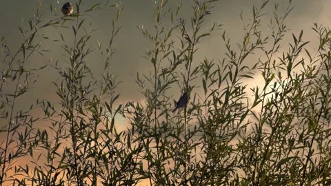 Birds at sunset Vídeos de archivo 143778888