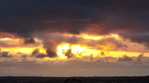 Birds Sunset Stock Footage 188501926