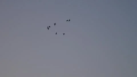 Birds in the Sunset Video stock 312279248