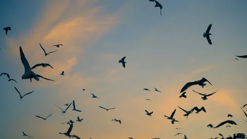 Birds at sunset Stock Footage 318032519