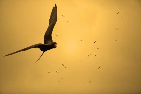 Birds in the sunset Stock Photos