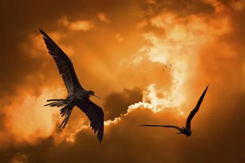 Birds in the sunset Stock Photos