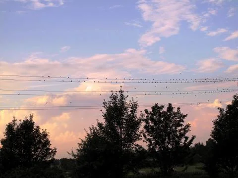 Birds at sunset Stock Photos