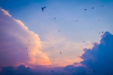 Birds at Sunset Stock Photos