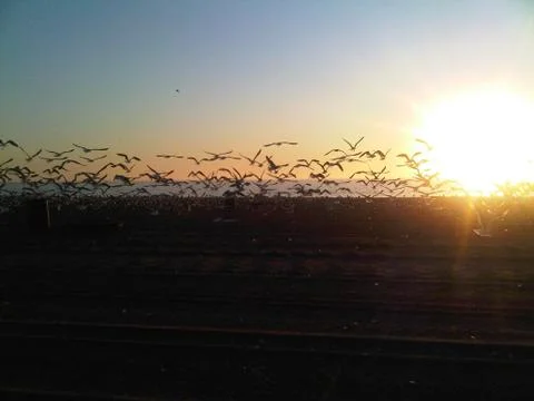 Birds at Sunset 스톡 사진
