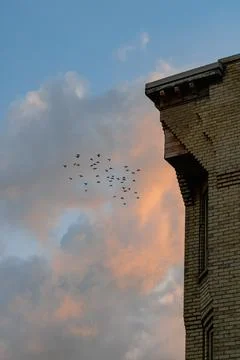 Birds at sunset Stock Photos