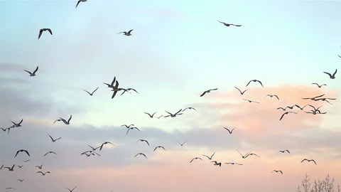 Birds in the sunset sky Stock-Footage 155254201