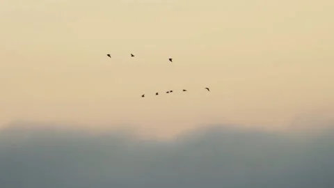 Birds in the sunset sky Stock Footage 255041862