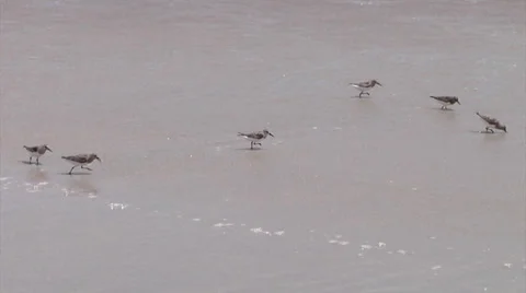 Birds in the surf Video stock 24398744