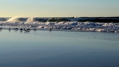Birds In Surf 動画素材 75816821
