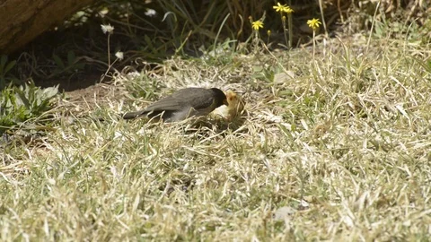Birds - survival Stock Footage 101011840
