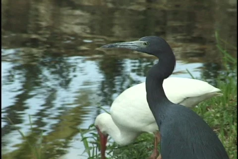 Birds In Swamp Stock Footage 296833