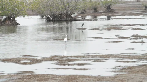 BIRDS IN SWAMP Stock Footage 28007705