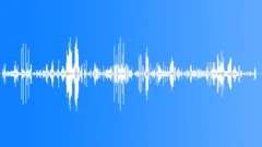 Birds in the Swamp Sound Effect