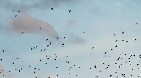 Birds Swarm Stock Footage 12059848