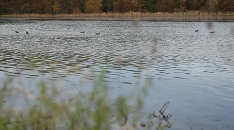 Birds Swimming In Steady Stream Stock Footage 10938797