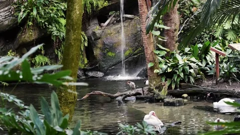 Birds Swimming Waterfall Stock Footage 76756216