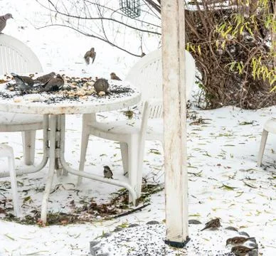 Birds on table in snow Stock Photos