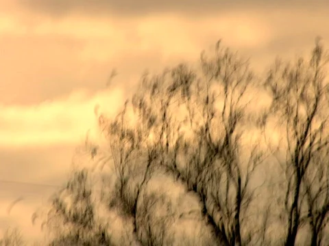 Birds Take Flight Vidéo 309658