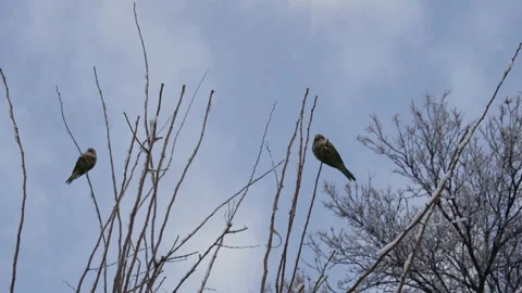 Birds take flight Stock Footage 149823431