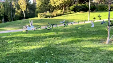 Birds take flight Stock Footage 311657836