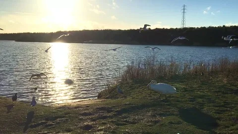 Birds take flight as sun set on the banks of the blue lake Stock-Footage 73182106