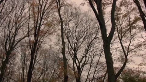 Birds take flight from trees Stock Footage 1159794