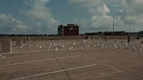 Birds take their flight Stockbeeldmateriaal 76360243