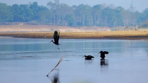 Birds taking flight over calm river water Video stock 327179882