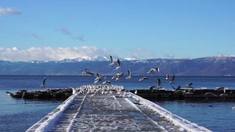 Birds taking off from jetty in slow motion, Ohrid, Macedonia 스톡 동영상 84827410