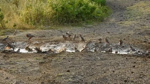 Birds taking mud bath to drive away insects from body Video stock 110838915