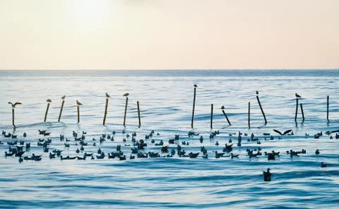 Birds taking rest Stock Photos