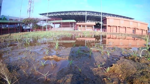 Birds Taking A shower Stock Footage 79219478