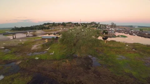 Birds taking off from a tree at sunset Stock Footage 142372011