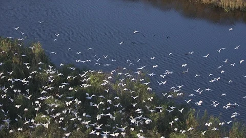 Birds taking off from trees in the everglades Stock Footage 94226683