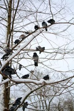 Birds talk Stock Photos