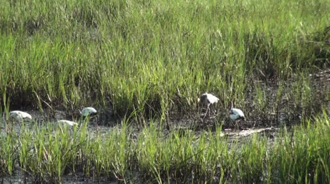 Birds In The Tall Grass Stock Footage 24783012