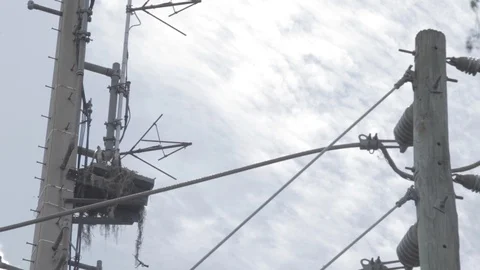 Birds On Telegraph Pole Stock Footage 96709855