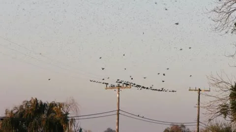 Birds on a telephone line 動画素材 10682453