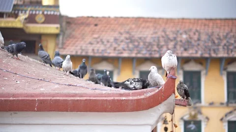 Birds at a temple in Nepal Video stock 91135907