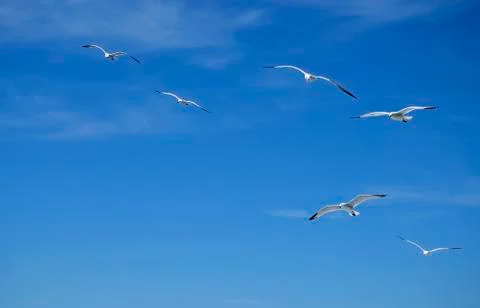 Birds in their environment Stock Photos