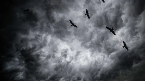 Birds in thunder clouds Stock-Footage 83667850